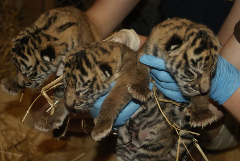 Illustration for article titled ZOMG BABY SUMATRAN TIGERS!!!